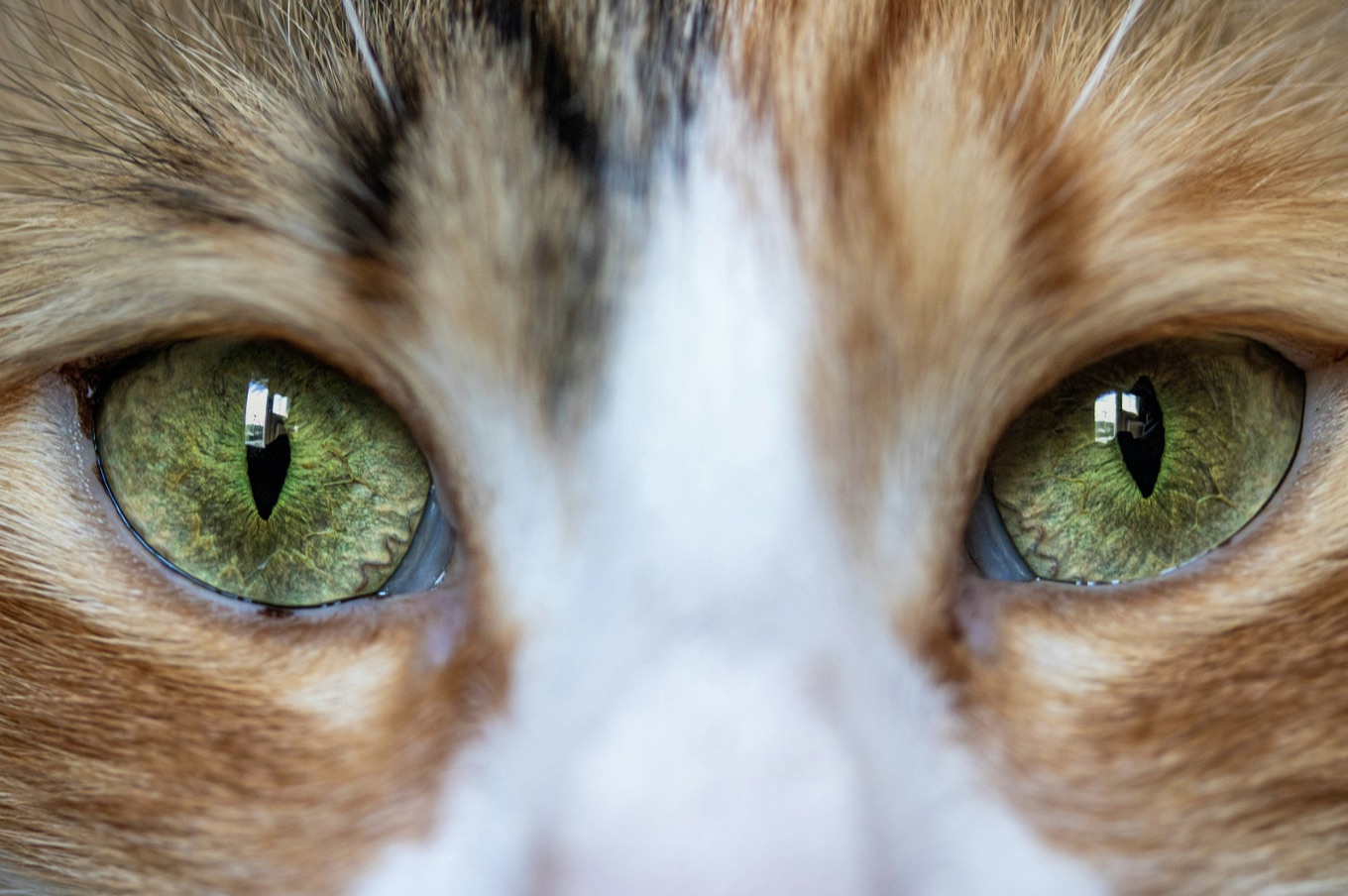 Cat's eyes